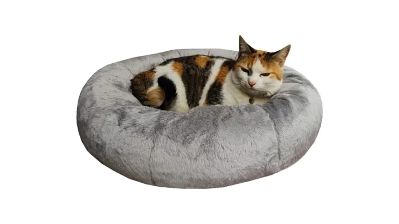 Melhor Cama para Gato: 8 Modelos com Conforto e Durabilidade