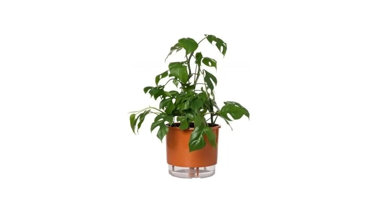 Melhor Vaso Autoirrigável: 10 Modelos que Economizam Água e Cuidam das Plantas