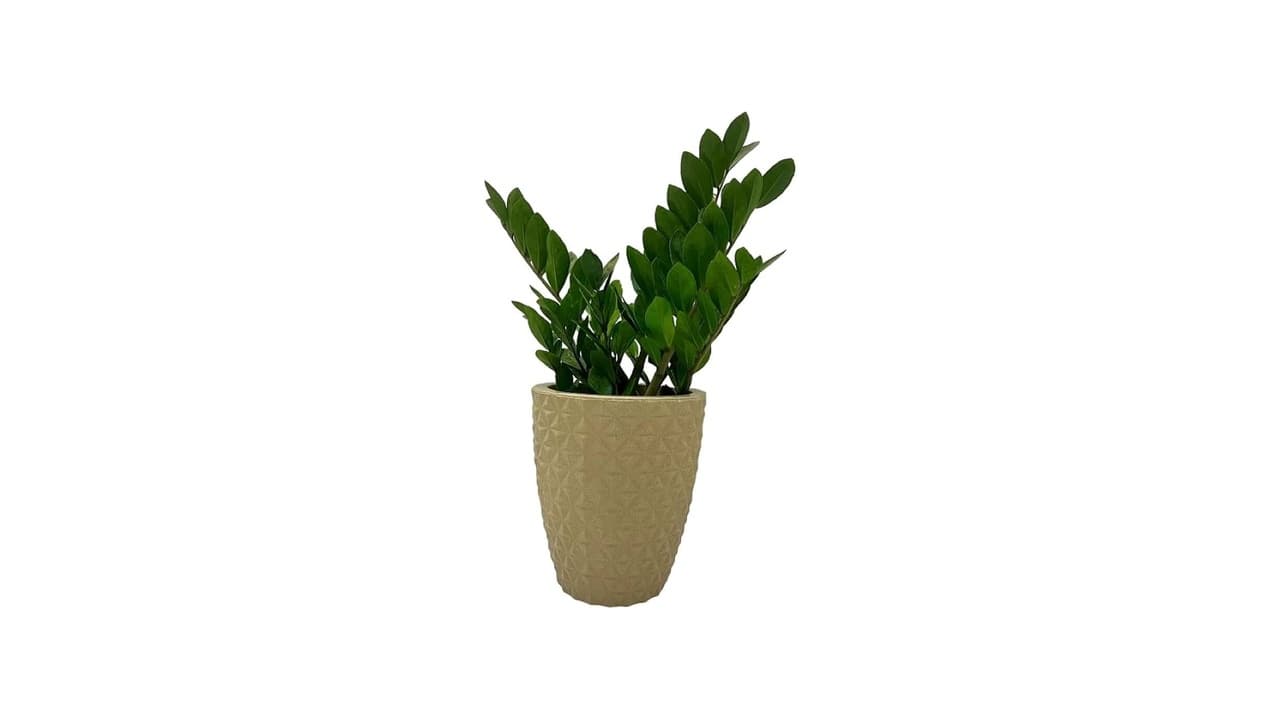 Melhor Vaso para Zamioculca: 7 Modelos Luxo e Duráveis